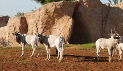 19 nouvelles naissances au Jardin zoologique national de Rabat
