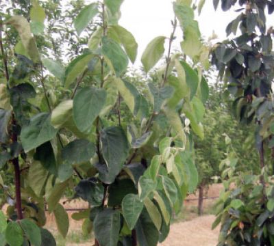 Sensibilisation à l’arboriculture fruitière