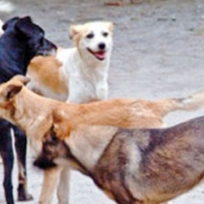Les chiens errants sèment la panique