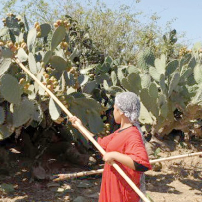 Le figuier de barbarie, source de revenus pour une bonne partie de la population rurale d'Ait Baâmrane