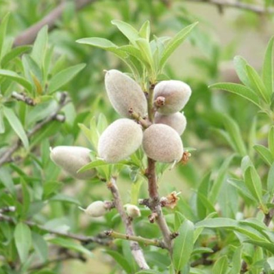 Tafraout abrite la 5e édition