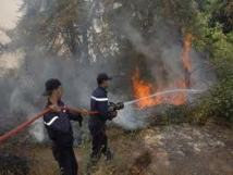 Bos in de regio Tanger-Tétouan: Meerdere criminele brandstichtingen in de afgelopen weken