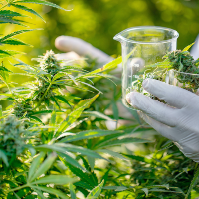 Taounate : Inauguration du siège de la direction provinciale de l'Agence du Cannabis