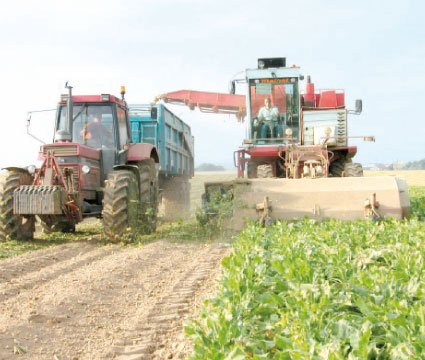 Une production record de betterave à sucre