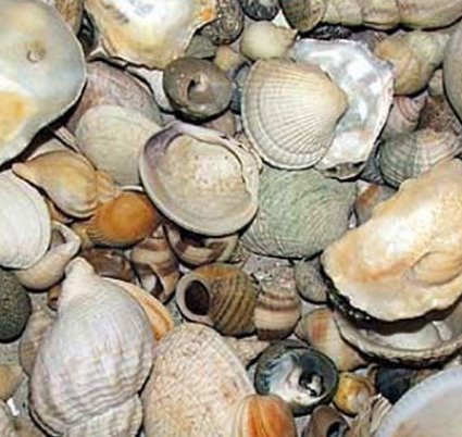 Boujdour : Interdiction de la récolte et de la commercialisation des coquillages de la zone Lakraâ