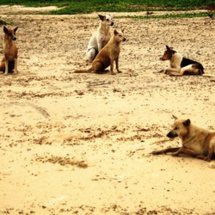Stray dogs threaten the inhabitants of Dakhla