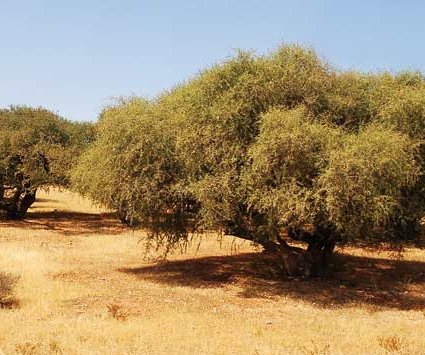 Dar Argane en plein Sahara