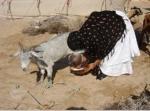 Lutte contre les maladies animales contagieuses Ă Smara