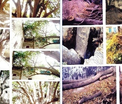 Crime écologique à Essaouira : Un arbre séculaire massacré