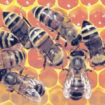 Valorización de la apicultura y de sus beneficios terapéuticos