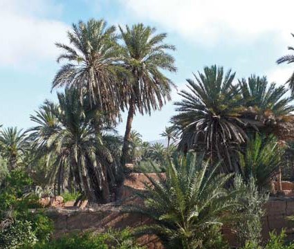 730 millions de dirhams investis dans l’agriculture à Guelmim : 32.000 personnes ont profité du Plan Maroc Vert