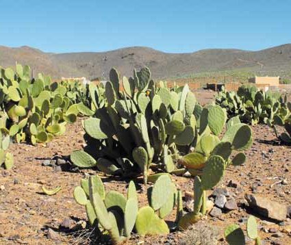 Le cactus, une valeur sûre de l’économie locale