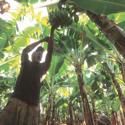 Banana cultivation severely affected by the cold