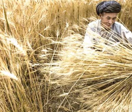 La production céréalière estimée à 303.500 tonnes