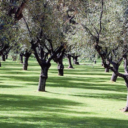 La valorisation de la production oléicole au centre du Festival des olives