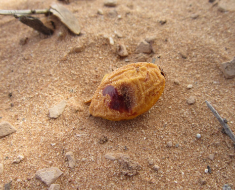 &copy; &copy; argansmara.com / Coopérative Dar Argan Smara