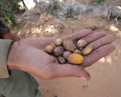 &copy; &copy; argansmara.com / Coopérative Dar Argan Smara