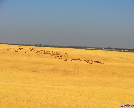 &copy; &copy; panoramio / elakramine, http://www.panoramio.com/user/831427