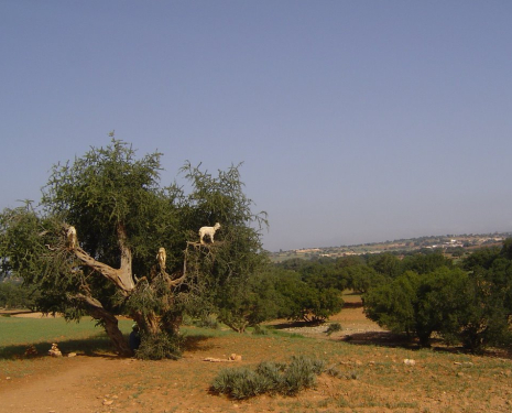 &copy; &copy; panoramio / Valinco, http://www.panoramio.com/user/1008135