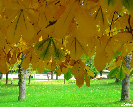 &copy; &copy; panoramio / elakramine, http://www.panoramio.com/user/831427