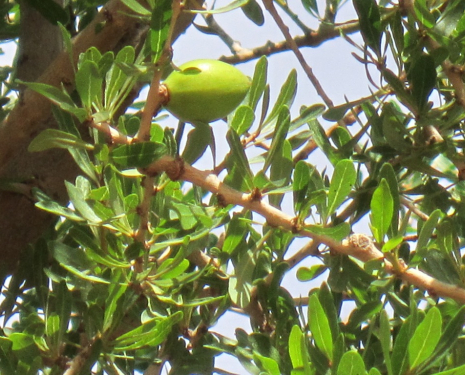 &copy; &copy; argansmara.com / Coopérative Dar Argan Smara