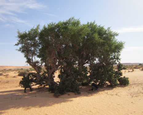 &copy; &copy; argansmara.com / Coopérative Dar Argan Smara