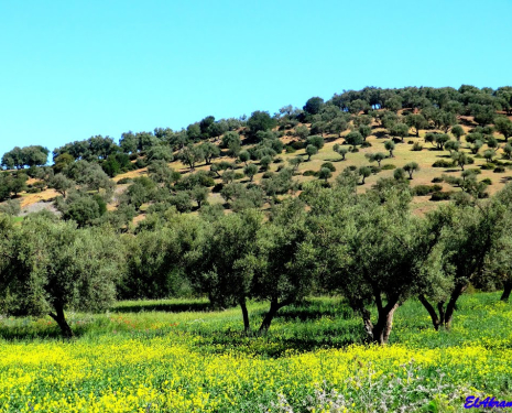 &copy; &copy; panoramio / elakramine, http://www.panoramio.com/user/831427