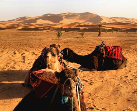 &copy; &copy; Wikipédia