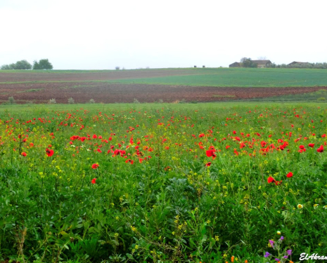 &copy; &copy; panoramio / elakramine