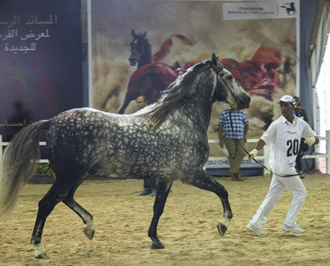 &copy; &copy; Salon du Cheval / Association du Salon du Cheval