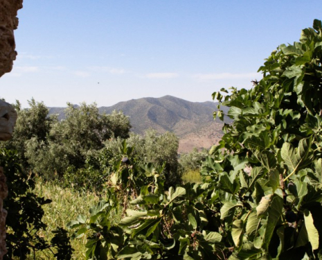 &copy; &copy; discoveringtaourirt.com / Discovering Berkane, Agence de l'Oriental / Discovering Oujda, Agence de l'Oriental