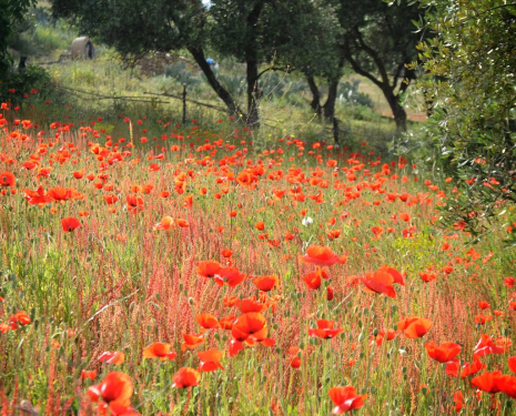 &copy; &copy; panoramio / Laszlo Koza, http://www.panoramio.com/user/2653600