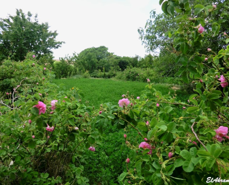 &copy; &copy; panoramio / elakramine, http://www.panoramio.com/user/831427