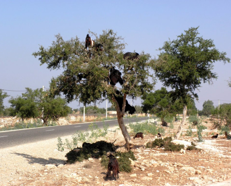 &copy; &copy; panoramio / elakramine, http://www.panoramio.com/user/831427