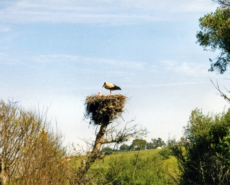 &copy; &copy; panoramio / ? vinicio-1, http://www.panoramio.com/user/1269373