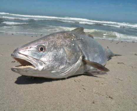 Dakhla, Villa Dakhla, Google Place 
