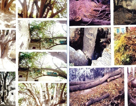 Crime écologique à Essaouira : Un arbre séculaire massacré , Abdelali khallad, Libération
