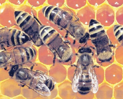 Valorisation de l’apiculture et de ses bienfaits thérapeutiques, Rachida Bami, Le Matin