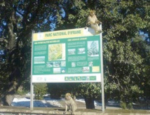 Des élèves en chasse au trésor au Parc national d'Ifrane, Alain Bouithy, Libération