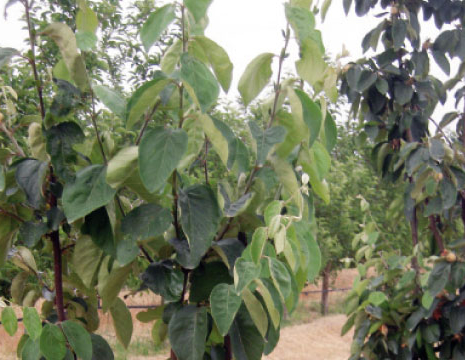 Sensibilisation à l’arboriculture fruitière, Afaf Razouki, Le Matin