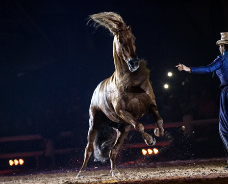 © &copy; Salon du Cheval / Association du Salon du Cheval