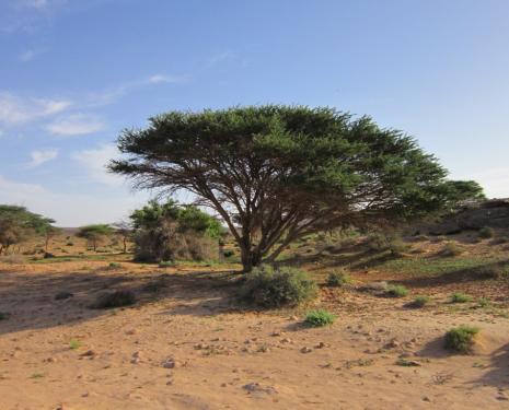 © &copy; argansmara.com / Coopérative Dar Argan Smara