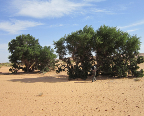 © &copy; argansmara.com / Coopérative Dar Argan Smara