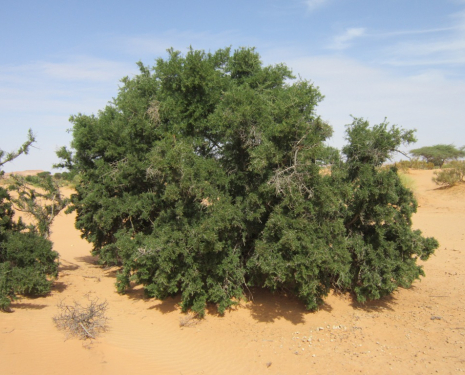 © &copy; argansmara.com / Coopérative Dar Argan Smara