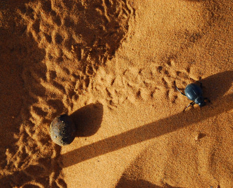 © &copy; Wikipédia