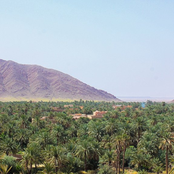 فجيج