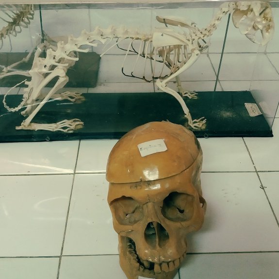 Faculté des Sciences Ibn Taoufik