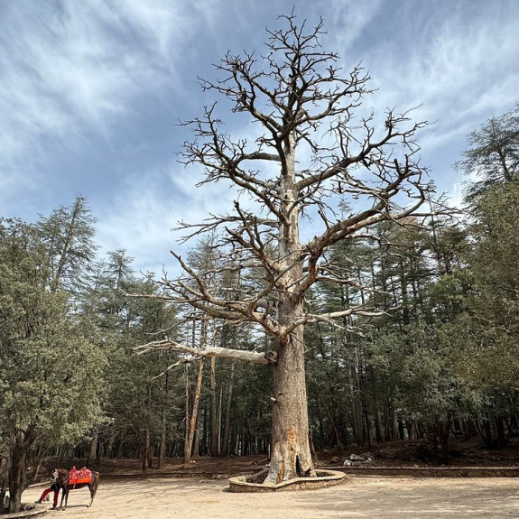 Le Parc National d'Ifrane