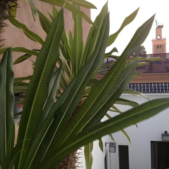 Riad Dar 73