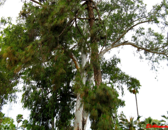 &copy; panoramio / elakramine